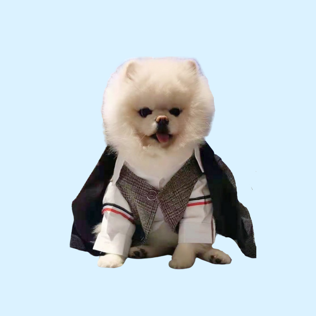 In Stock | Pet Summer Wedding 2-piece Suit Set | Handsome & Formal | For Cats and Dogs