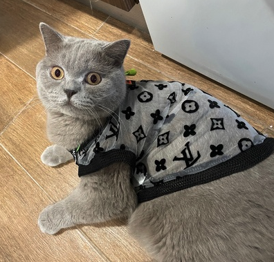 Bold Letter Summer Pet Mesh Top | For Dogs and Cats