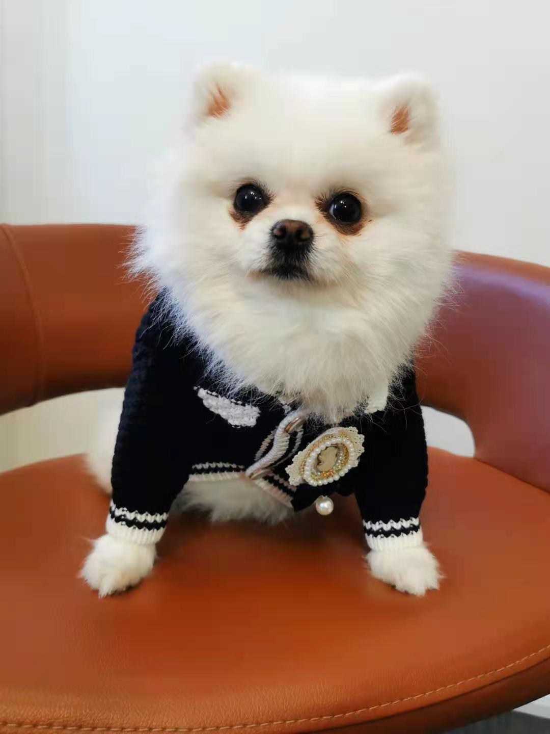 Fashion Pet Sweater - XS Available!